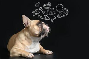 français bouledogue est faim et rêver à propos le nourriture sur noir Contexte. photo