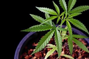 cannabis plante arbre plantation sur pot sur noir arrière-plan, proche en haut cannabis feuille, photo