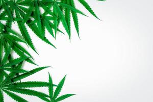 Haut vue de cannabis feuille sur blanc arrière-plan, photo