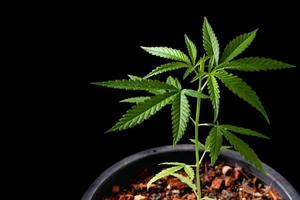 cannabis plante arbre plantation sur pot, proche en haut cannabis feuille dans le jardin cultiver, photo