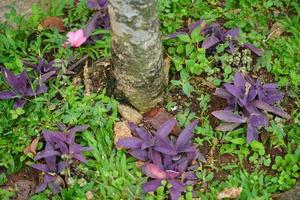 violet feuilles dans le jardin photo