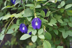 fleurs sont violet dans le jardin photo