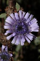 bleu sauvage fleur fleur proche en haut botanique Contexte globulaire alypum famille plantaginaceae gros Taille haute qualité instant impression photo