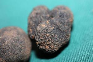 noir truffes champignons proche en haut Contexte tubercule aestivum famille tubéracées haute qualité gros Taille impression photo