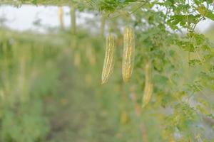 Frais amer gourde ou amer melon croissance sur arbre dans biologique légume ferme photo