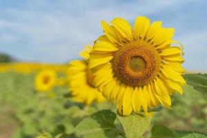 magnifique tournesol dans une champ à Matin temps photo