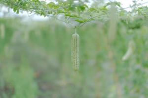 Frais amer gourde ou amer melon croissance sur arbre dans biologique légume ferme photo