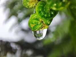 l'eau gouttes sur fougère feuilles. photo