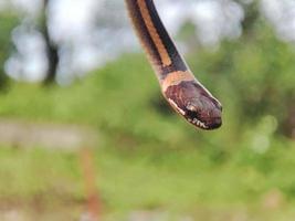 serpent avec le Latin Nom coniophanes suspendu. photo