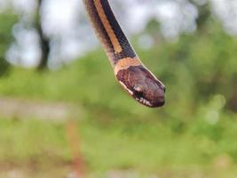 serpent avec le Latin Nom coniophanes suspendu. photo