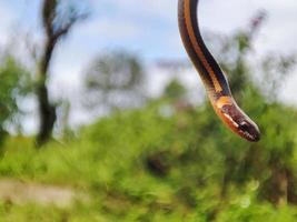 serpent avec le Latin Nom coniophanes suspendu. photo