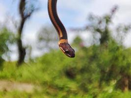 serpent avec le Latin Nom coniophanes suspendu. photo