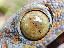 gecko fermer dans le sauvage photo