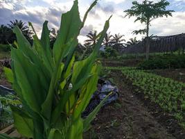 Safran des Indes feuilles sont utilisé pour à base de plantes médicament photo