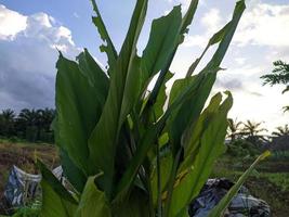 Safran des Indes feuilles sont utilisé pour à base de plantes médicament photo