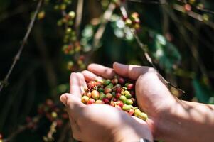 fermer de agriculteur mains en portant arabica café baies dans une café plantation. photo