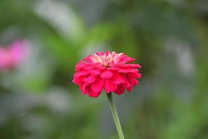 une proche en haut image de rose zinnia élégans dans une jardin avec flou Contexte. fleur Contexte photo