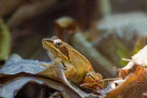 un marron grenouille est assis dans une à feuilles caduques forêt photo