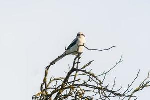 une gris pie est assis sur une branche et regards pour proie photo