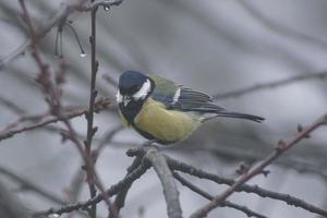 une génial mésange est assis sur une branche dans hiver photo