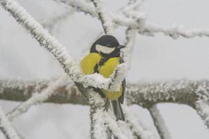 une génial mésange est assis sur neigeux branches dans du froid hiver temps photo