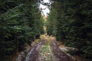 sentier pédestre en forêt. route forestière. photo