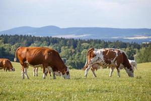 troupeau de vaches et veaux pâturage sur une vert Prairie photo