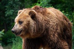 Kamchatka marron ours. marron fourrure manteau, danger et agressif animal. gros mammifère de Russie. Ursus arctos beringien photo