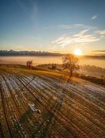 arbre sur emmental pâturage pendant le coucher du soleil photo