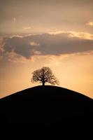 une silhouette de une arbre sur une colline pendant le le coucher du soleil photo