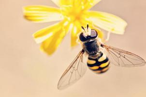 Plan macro d'abeille pollinisatrice fleur jaune photo
