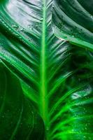 détail de feuilles vertes