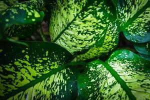 détail de feuilles vertes