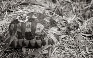 tortue dans l'herbe au cap. photo