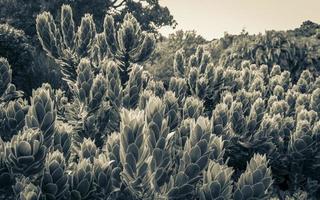 belles plantes vertes de fleurs de cactus à kirstenbosch. photo