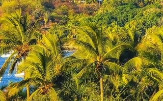 palmier naturel tropical noix de coco ciel bleu au mexique. photo