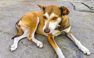 chien errant dort et se détend dans la rue au mexique. photo