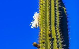 tropical cactus cactus les plantes avec blanc fleur fleur Mexique. photo