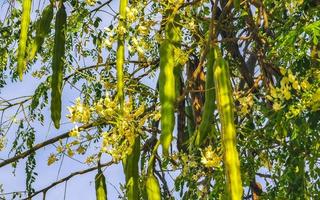 graines de moringa sur arbre vert avec ciel bleu mexique. photo