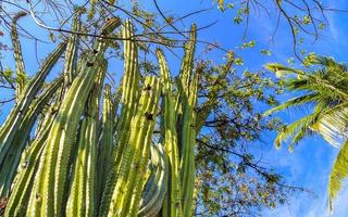 cactus tropicaux plantes de cactus jungle naturelle puerto escondido mexique. photo