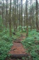 forêt chemin, randonnée piste, vue de route dans pin forêt dans de bonne heure Matin. photo