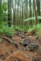 forêt chemin, randonnée piste, vue de route dans pin forêt dans de bonne heure Matin. photo