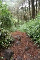 forêt chemin, randonnée piste, vue de route dans pin forêt dans de bonne heure Matin. photo