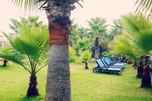 paume des arbres contre bleu ciel, paume des arbres à tropical côte, ancien tonique et stylisé, noix de coco arbre, été arbre, rétro photo