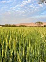 magnifique vue de vert blé agricole champ sur nuageux printemps journée. agricole paysage vue photo