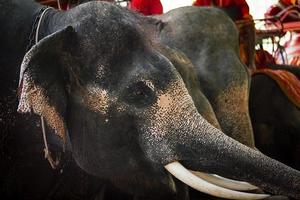 proche en haut Asie Masculin l'éléphant tête avec magnifique Ivoire photo