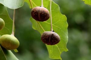 le sauvage des fruits. photo