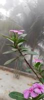 catharanthus roseus dara fleur avec Matin rosée gouttelettes photo