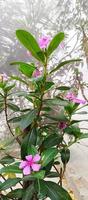 catharanthus roseus dara fleur avec Matin rosée gouttelettes photo