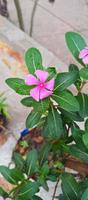 catharanthus roseus dara fleur avec Matin rosée gouttelettes photo